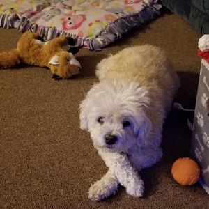 Meet your Posher, Sammi